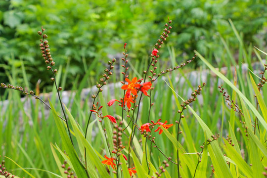 Beautiful Crocosmia flowers in nature