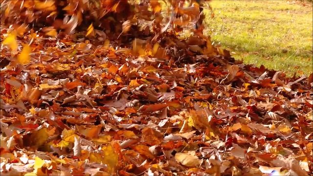 Leaf blower in action blowing fallen leaves into a big pile from the lawn