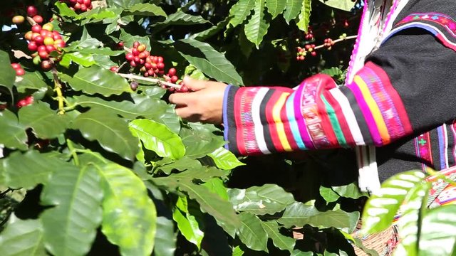 Akha hill picking arabica coffee bean in red and green on its branch tree at plantation,coffee pro cess