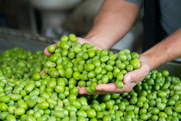 Green Olive for oil production