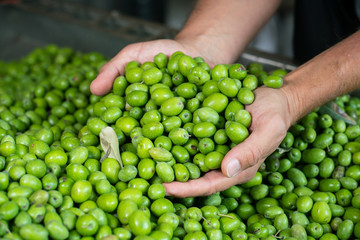 Green Olive for oil production