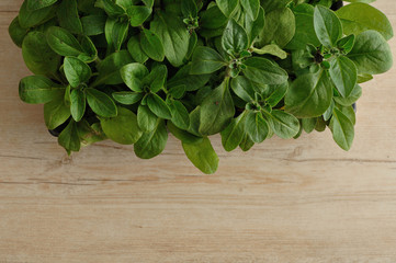 A black tray with Petunia seedlings