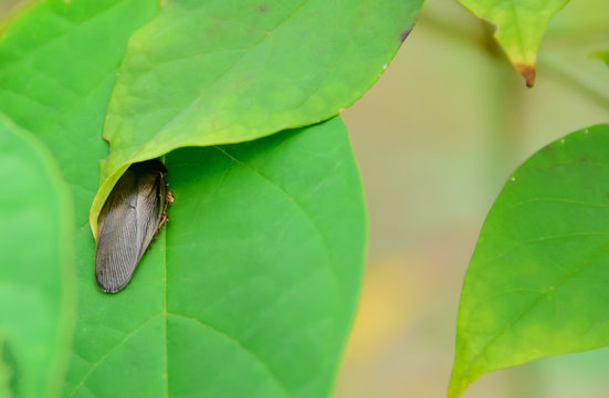 cockroach