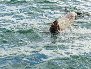 lion seal on Kamchatka  beach