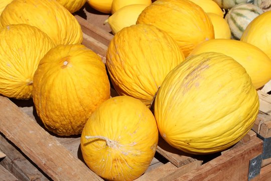 Melons jaunes ' canaris '