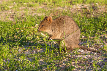 Quokka on Rottnest Island