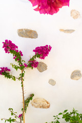 Fototapeta na wymiar Beautiful pink ivy flower against a patterned wall. 
