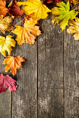 Naklejka na ściany i meble Colorful autumn leaves.