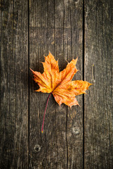Naklejka na ściany i meble Colorful autumn leaf.