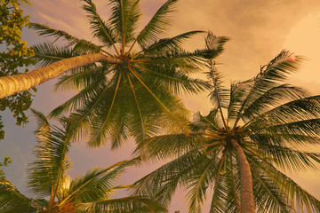 Fototapeta na wymiar coconut trees in the evening sunset