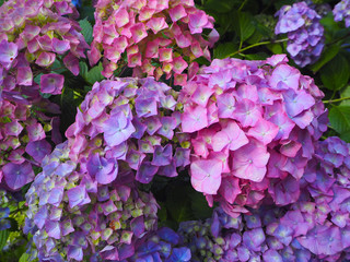 pink and purple flowers hydrangea