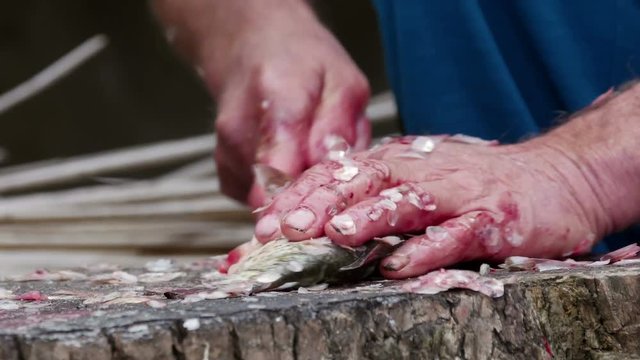 Fisherman cleaning and cutting fresh fish 