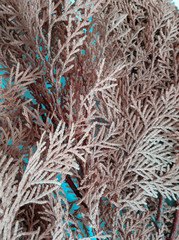 dry leaves background