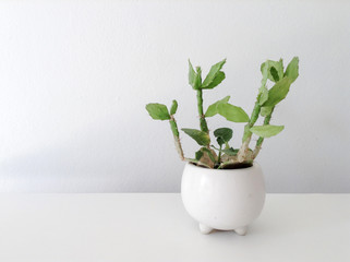 isolate mini cactus in white pot on white background