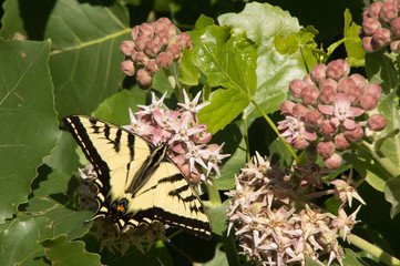 Tiger Swallowtail Butterfly with Extended Wings on Pink Flower