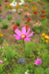 コスモス