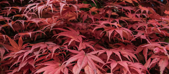 Acer Leaves