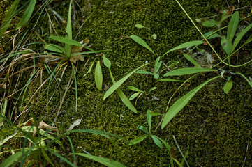 Light rays on a lush green moss. Close