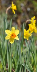 Fototapeta premium Narzissen im Garten