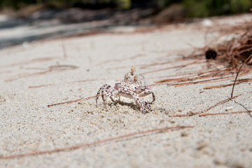 Crabs walk on white beach in Mauritius