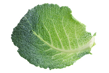 Savoy cabbage leaf on white