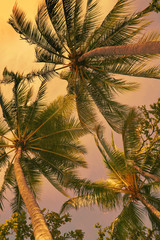 Fototapeta na wymiar looking up at coconut palms in the sunset