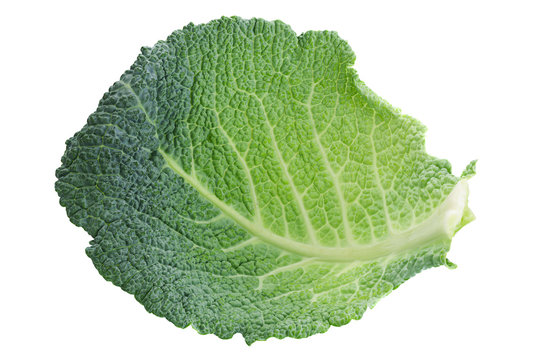 Savoy Cabbage Leaf On White