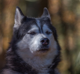 malamute de l'Alaska