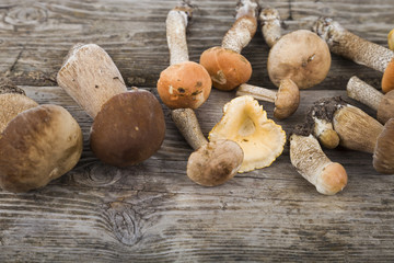   Boletus edulis.
