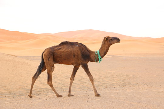 砂漠のラクダ