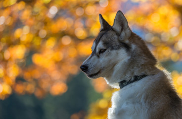 husky de Sibérie