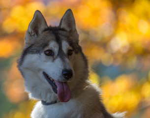 husky de Sibérie
