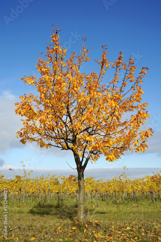 "Kirschbaum mit bunten Blättern im Herbst" Fotos de archivo e imágenes