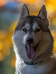 Husky de Sibérie