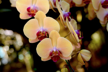 Fototapeta na wymiar Flower : Phalaenopsis Cultivar, Moth orchid yellow