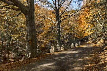 Autumn colors in the regional park of Campo dei Fiori, Varese