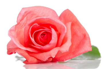 beautiful bud of pink rose lying down on a white background