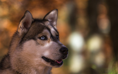 Malamute de l'Alaska
