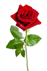 beautiful  red rose isolated on white background