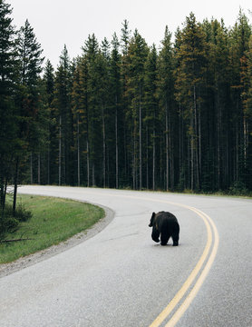 Bear walking on highway in Banff National Park