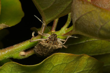Brown marmorated stink bug (Halyomorpha halys) agricultural pest – italian cimice asiatica

