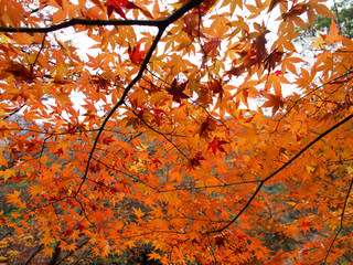赤くなりかけの紅葉