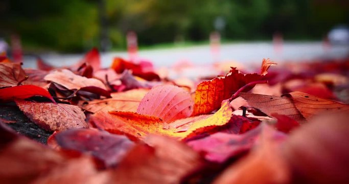 Beautiful red fall foliage at passing cars on street
