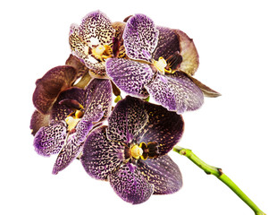 Dark tiger orchid isolated on white background. Closeup.