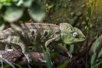 Chameleon Animal - Chamaeleoninae - with Leaves Around