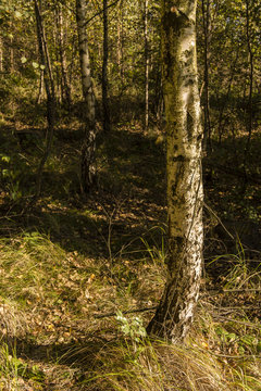 Birch forest.