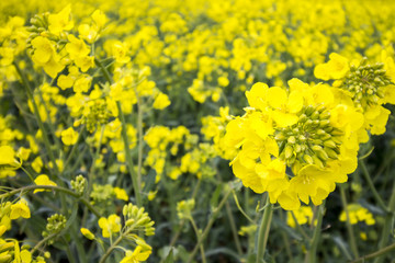 Oil Seed Field. Yellow Plant Detail.