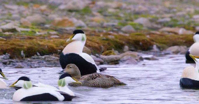 Common eider mating at the arctic sea
