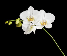 Fototapeta na wymiar Three day old white orchid on black background. Closeup.