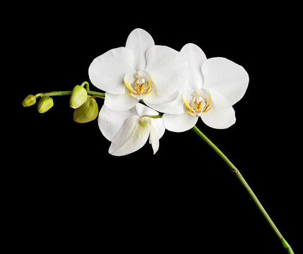 Three day old white orchid on black background. Closeup.